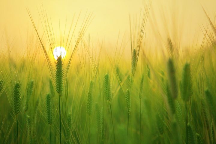 Аграриям Татарстана удалось собрать более 2 млн тонн зерна