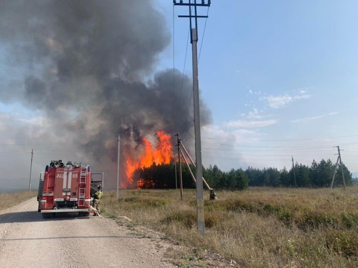 МЧС: площадь лесного пожара в Альметьевском районе достигла 5500 кв. метров
