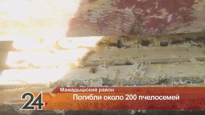 В Татарстане на двух пасеках погибли пчелы
