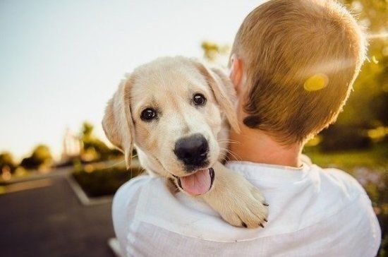 Мобильный пункт бесплатной вакцинации собак будет работать в Казани до конца сентября