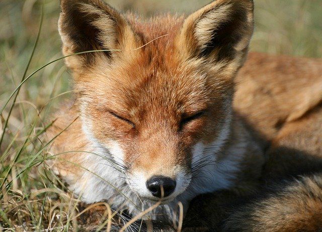 С 15 сентября в Татарстане открывается сезон охоты на лисиц