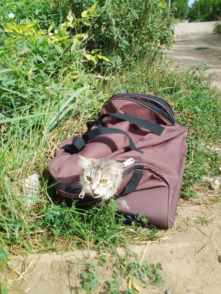 В РТ неизвестные бросили сумку с беременной кошкой под палящим солнцем