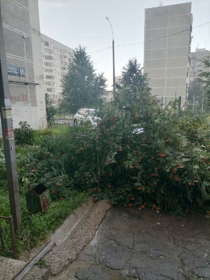 В Казани ветер повалил уже несколько деревьев