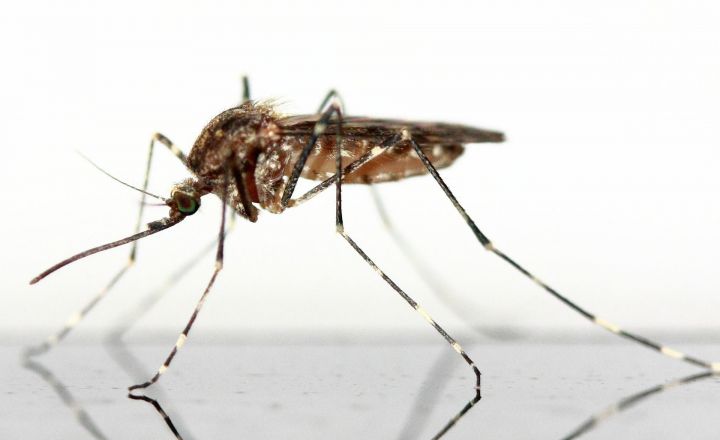 Роспотребнадзор: осенью в России могут появиться опасные комары