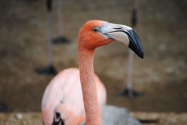 В казанском зоопарке появились розовые фламинго