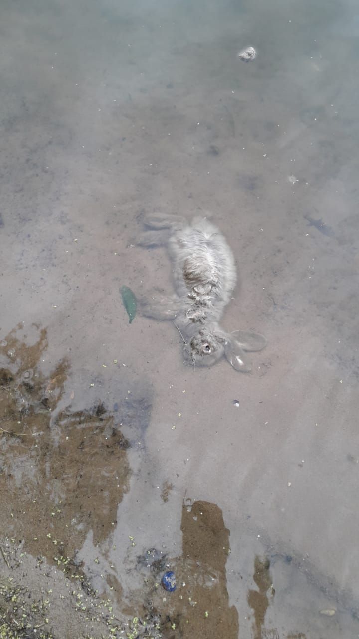 На берегу Казанки люди находят мертвых животных