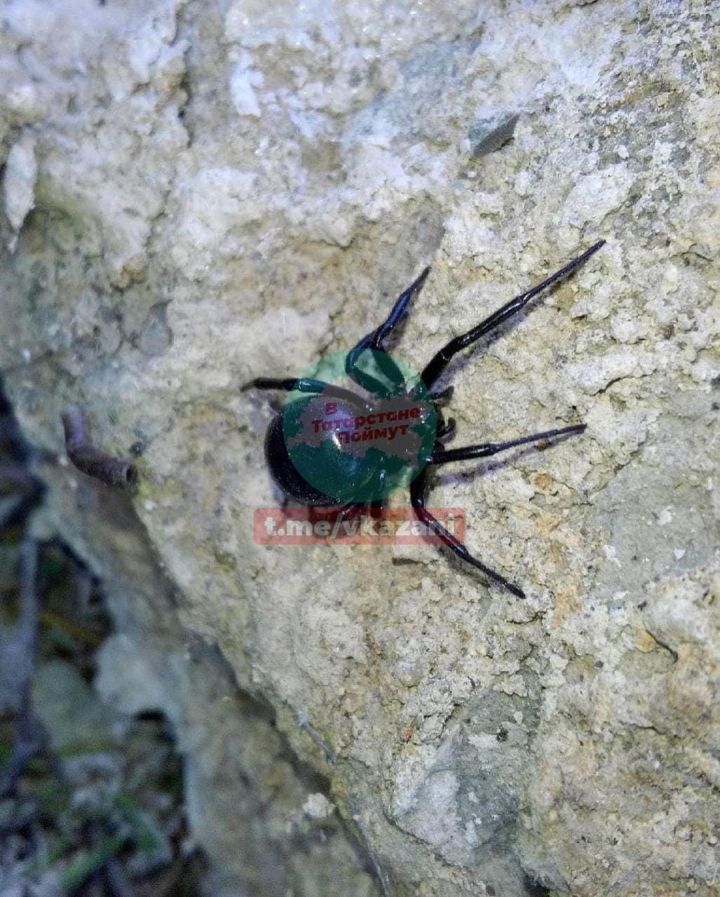 Казанец нашел смертельно опасного паука в городском парке