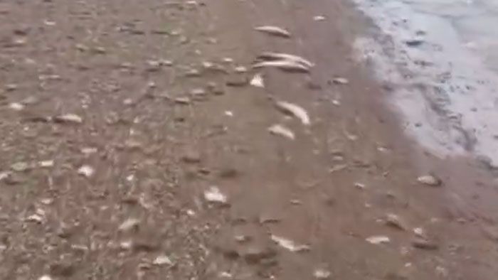Экологи подтвердили мор рыбы в Алексеевском районе РТ