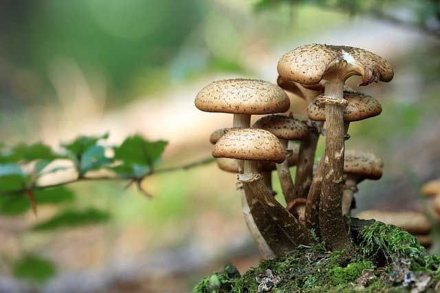 В Татарстане с начала года 10 человек отравились грибами