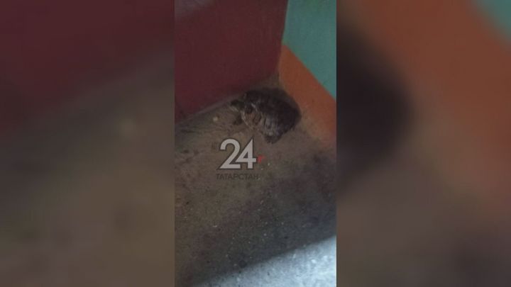 Жители одного из казанских домов заметили у себя в подъезде черепаху