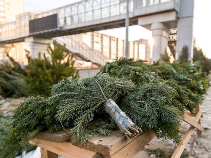 В Казани выписали 25 штрафов за незаконную торговлю хвойными деревьями