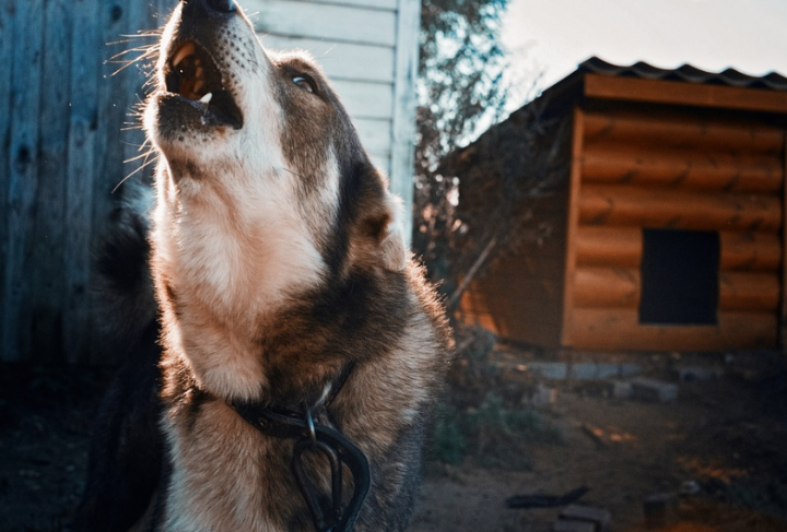 В Волжско-Камском заповеднике стая бродячих собак держит в страхе животных