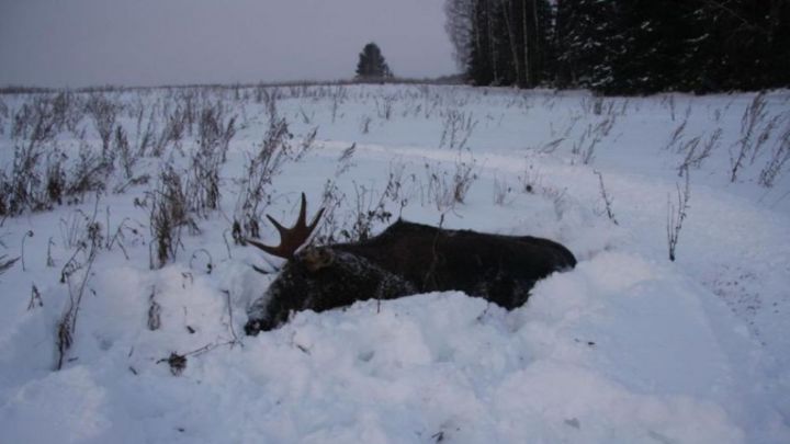В Татарстане местных жителей поймали при разделывании туши лося