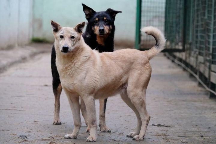 За год на горячую линию по отлову бездомных собак в Казани поступило  349 заявок