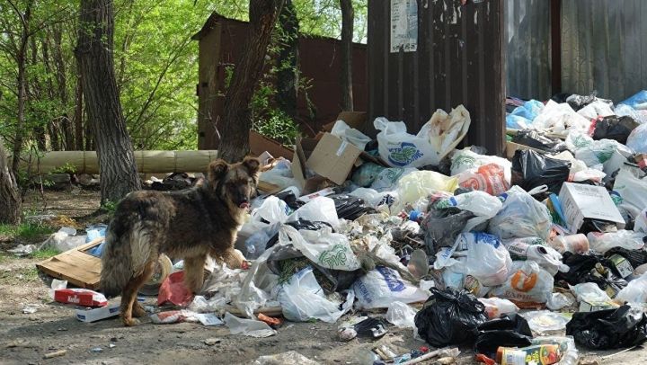 Глава Тукаевского района отчитал жителей за мусор и бездомных собак