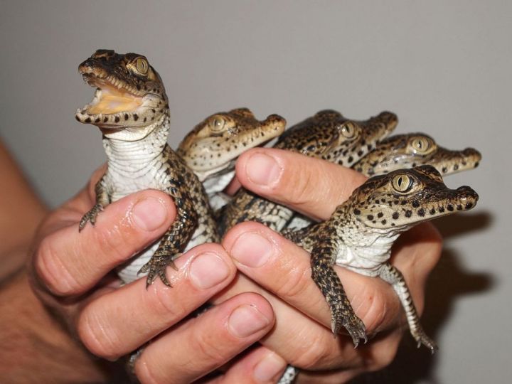 Жительница Нижнекамска бесплатно раздает крокодильчиков