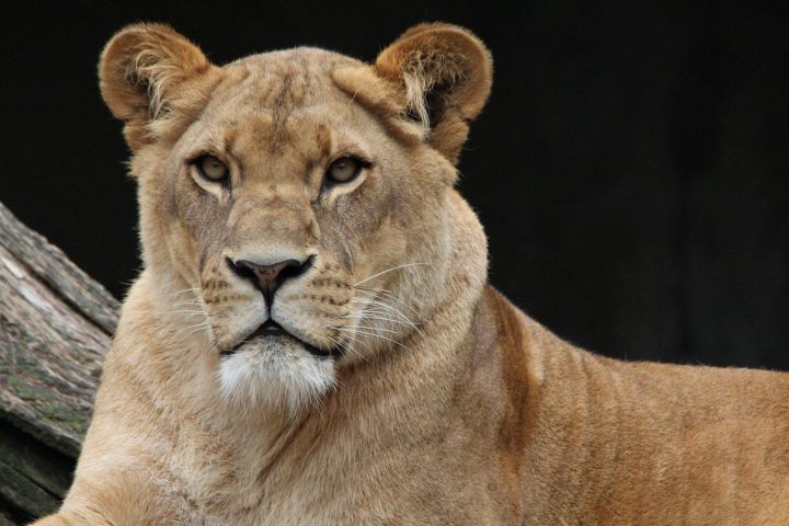 В зоопарке львица напала на сотрудницу, которая убирала вольер