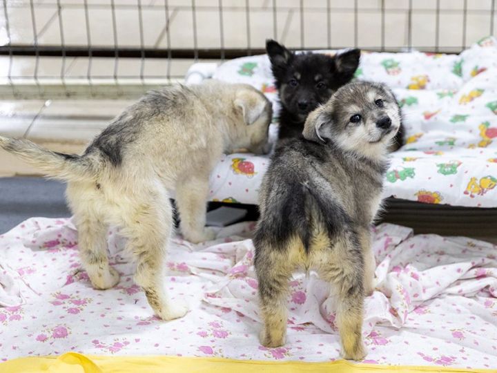Более ста щенков из казанского приюта обрели новых хозяев