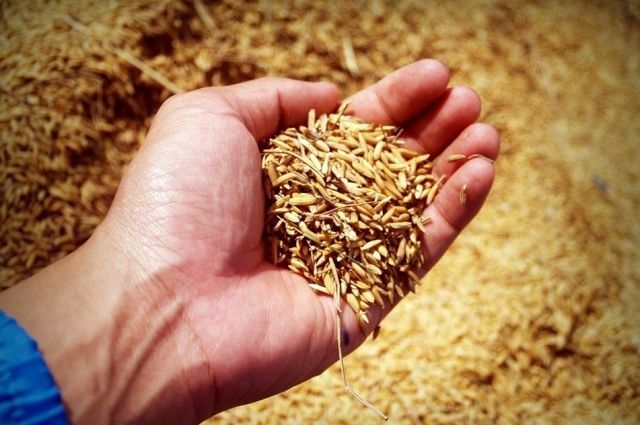 В Татарстане завершили уборку зерновых культур