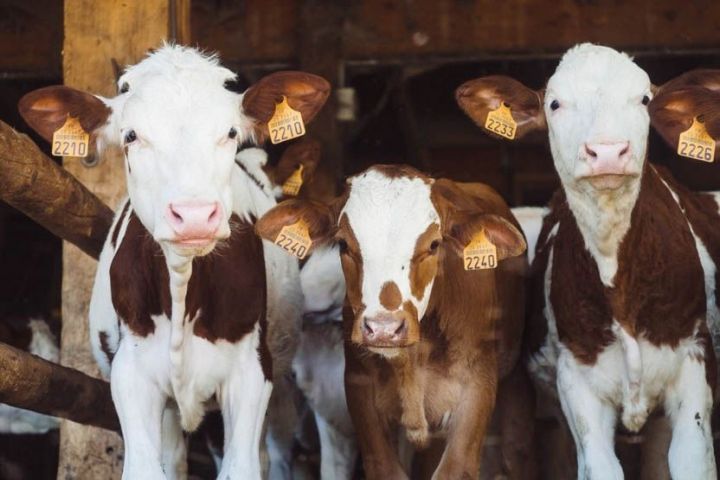 В РТ поголовье крупного рогатого скота сократилось на 3,8%