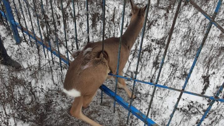 В Алексеевском районе Татарстана спасли косулю, застрявшую в заборе
