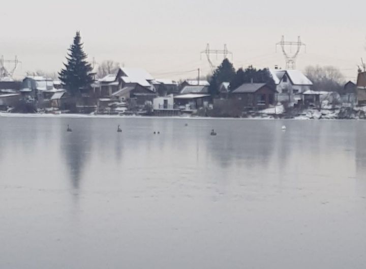 Челнинцы сообщили о примерзших ко льду лебедях на Лебяжьем озере