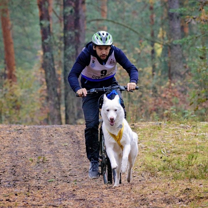 4 и 5 ноября в Казани пройдут гонки на собачьих упряжках