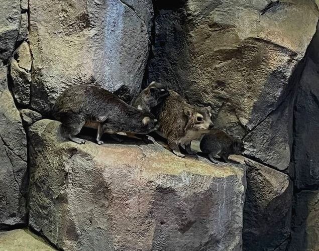 В казанском зоопарке у даманов Брюса родились детеныши