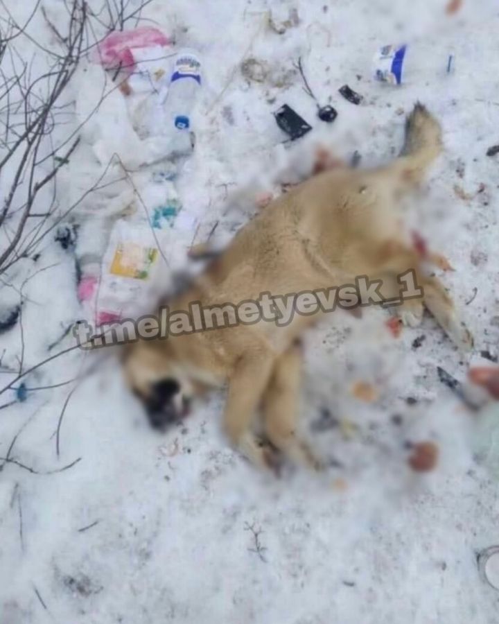 Живодеры отравили и забили до смерти несколько собак в Татарстане