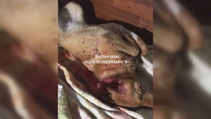 Прокуратура проверяет информацию о массовом расстреле собак в Васильево