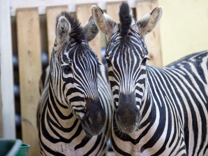 В казанском зоопарке «Река Замбези» появились три новые зебры