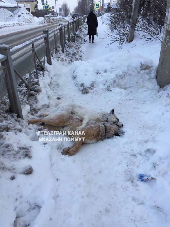 Казанцы нашли на улице двух замерзших насмерть собак, лежавших в обнимку 