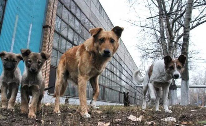 Казань вошла в топ-10 городов России по расходам на работу с бездомными животными