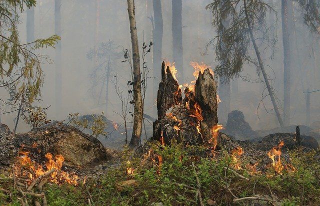 В Татарстане с 15 апреля объявлен пожароопасный сезон