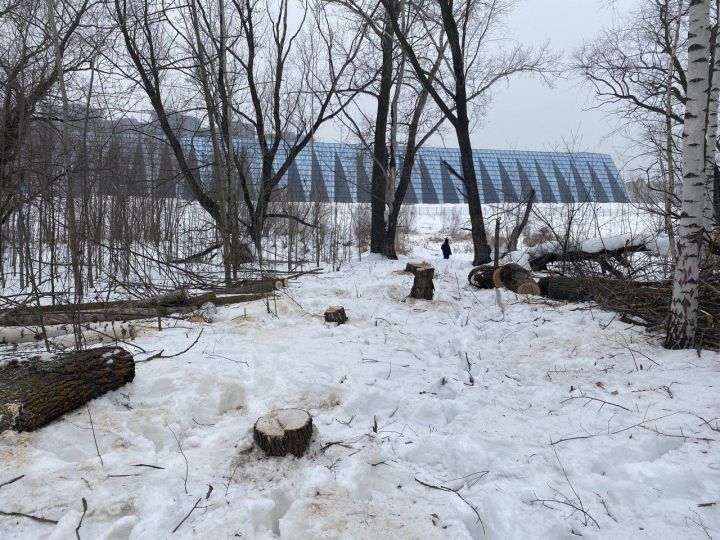 В Казани неизвестные срубили несколько десятков деревьев в особо охраняемой зоне