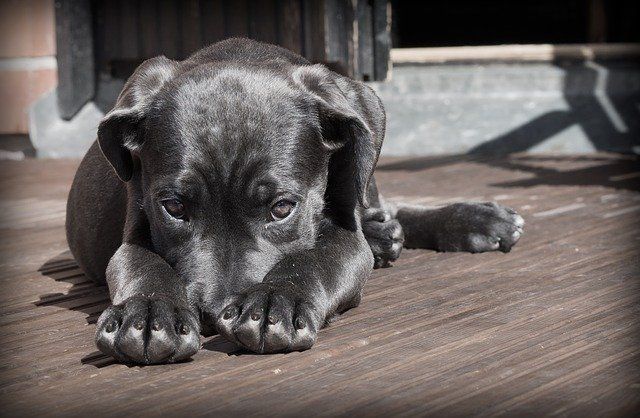 В челнинском приюте «Азира» бездомные собаки могут остаться без еды из-за отключения электричества