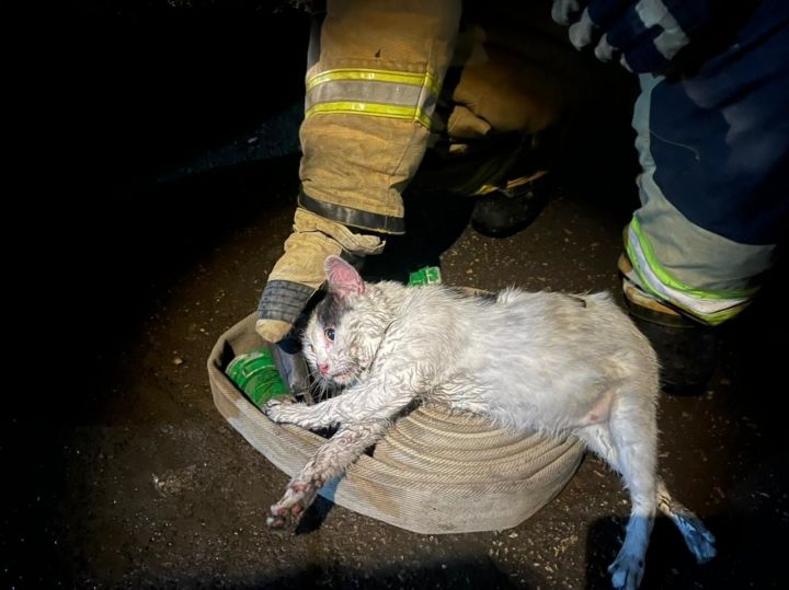 Кот Пузик спас хозяина во время пожара в квартире