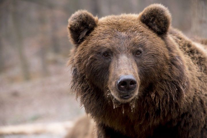 Мужчина погиб из-за нападения медведя во время поездки на природу