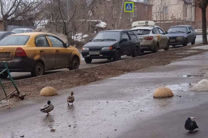 В Казани в огромных лужах во дворах начали плавать утки