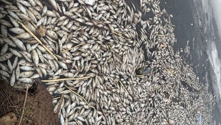 «Воняет очень сильно»: в Татарстане массово вымерла рыба в озере
