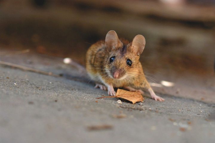 Эксперты предупредили дачников Татарстана о нашествии мышей