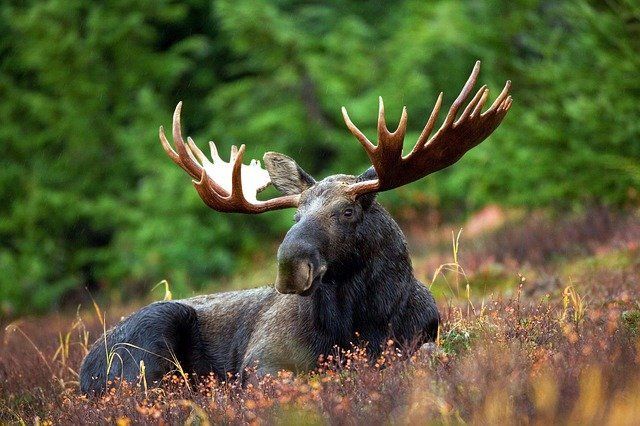 В Татарстане осудят охотников, незаконно отстрелявших лося