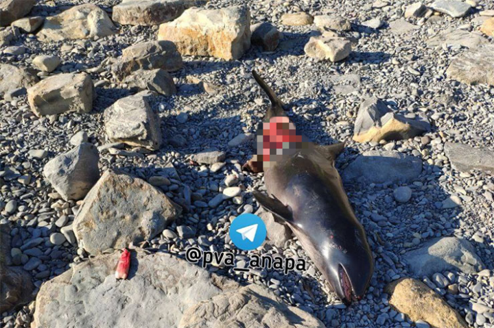 Полиция Анапы проверит сообщение о паре, жарившей шашлык из дельфина на пляже