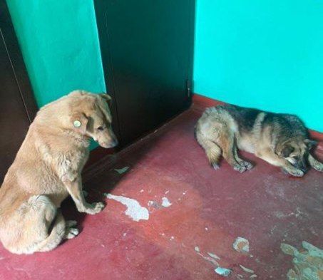 В Зеленодольске жители пожаловались на бродячих собак, захвативших подъезд