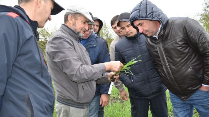 Хлебных полосатых блошек нашли на посевах в Татарстане