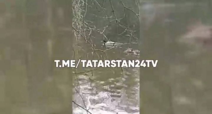 Казанцы заметили на озере селезня со стрелой в спине