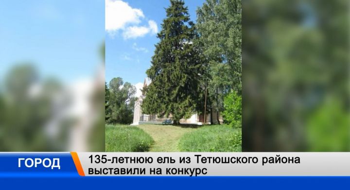 135-летняя ель из Татарстана поборется за звание лучшего дерева России
