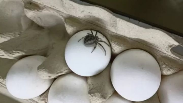 Жительница Нижнекамска обнаружила в упаковке яиц огромного паука
