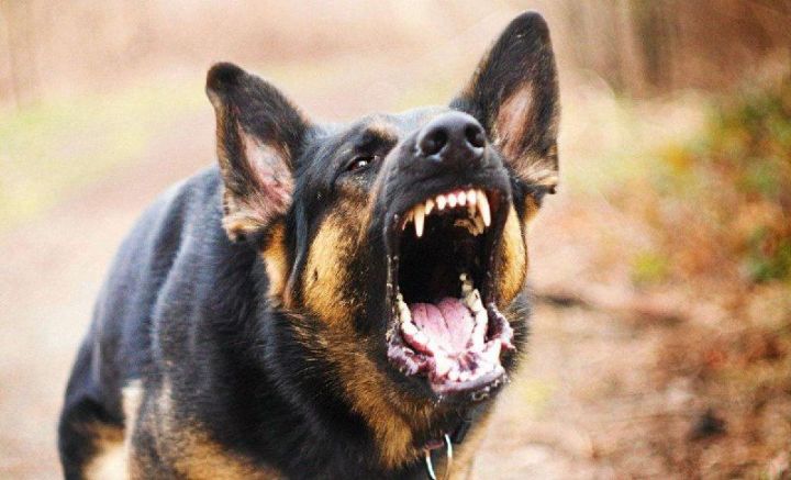 Животный контроль: в Госдуме предложили штрафовать на 200 тысяч за укус собаки