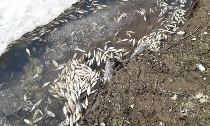 Уголовное дело возбуждено после массового мора рыбы в Татарстане
